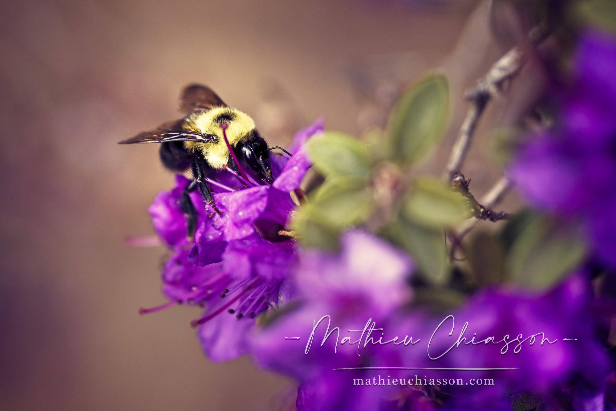 Photo by Mathieu Chiasson